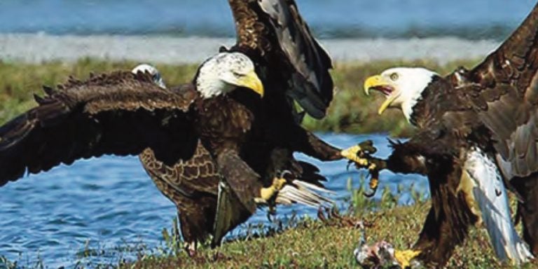 Photo of two bald eagles in a confrontation by a calm body of water, with one eagle’s wings spread wide and the other with talons outstretched