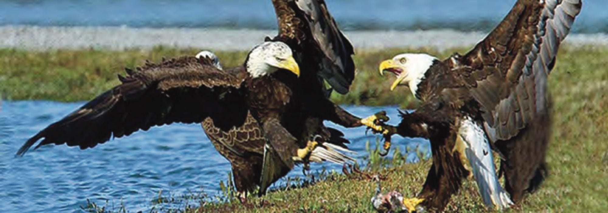 Photo of two bald eagles in a confrontation by a calm body of water, with one eagle’s wings spread wide and the other with talons outstretched